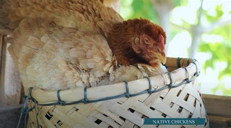 Dexter’s World: The Comprehensive Guide to Native Chicken .